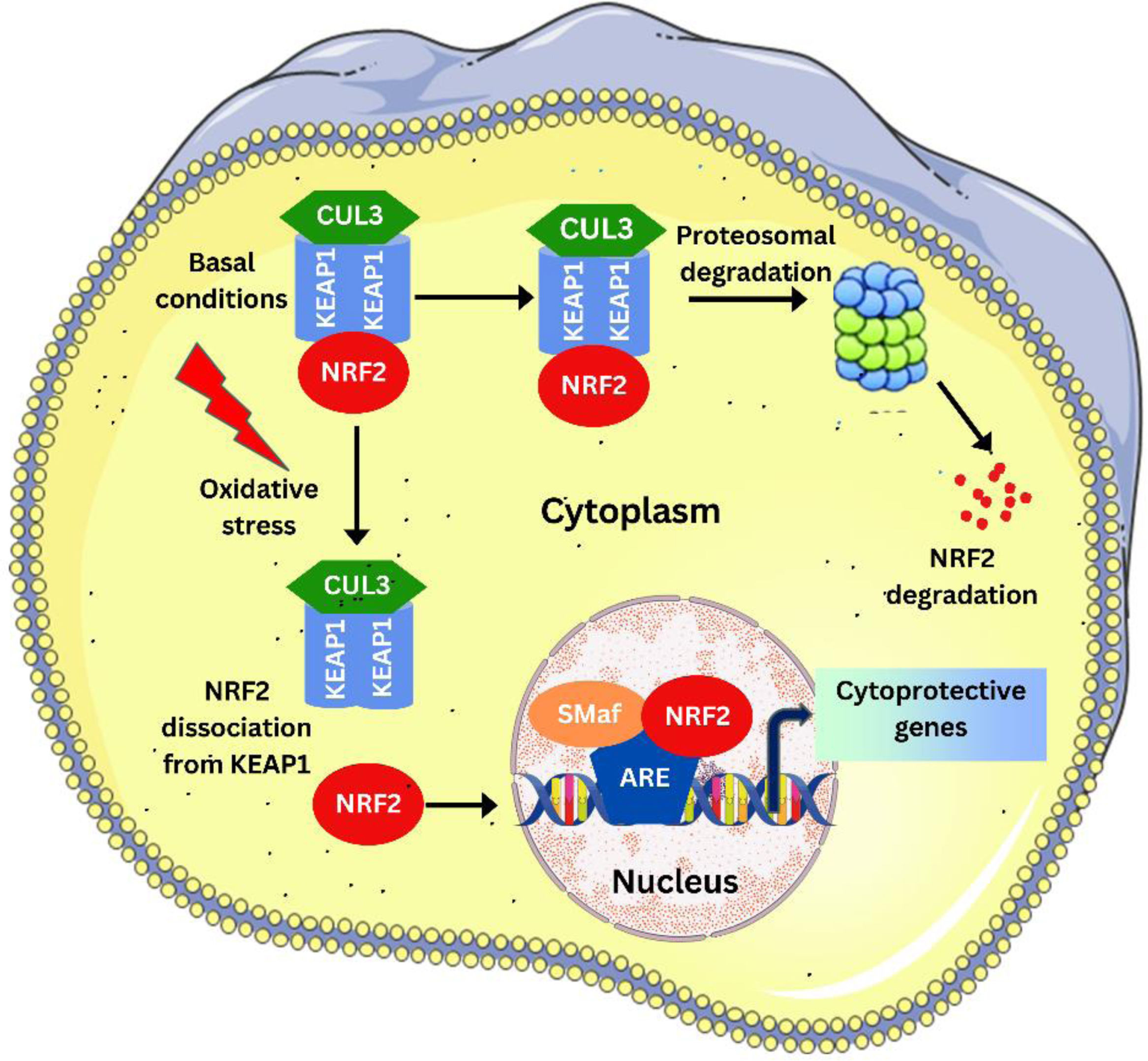 NRF2 Signaling Pathway in Chemo/Radio/Immuno-Therapy Resistance of