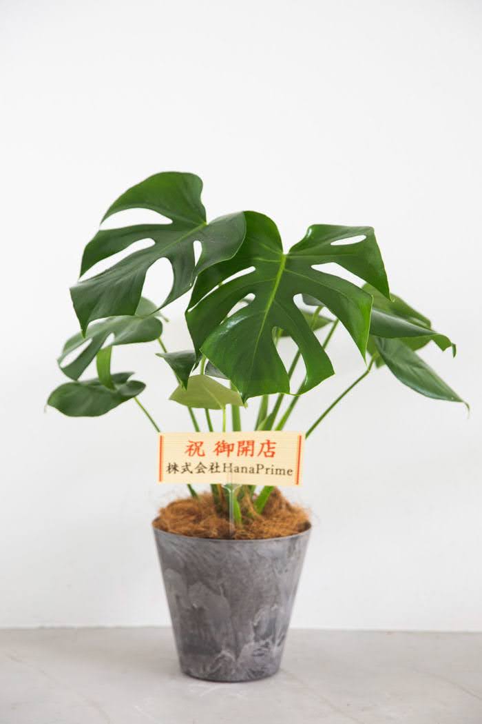 観葉植物 モンステラ（6号鉢）｜HanaPrime（ハナプライム）