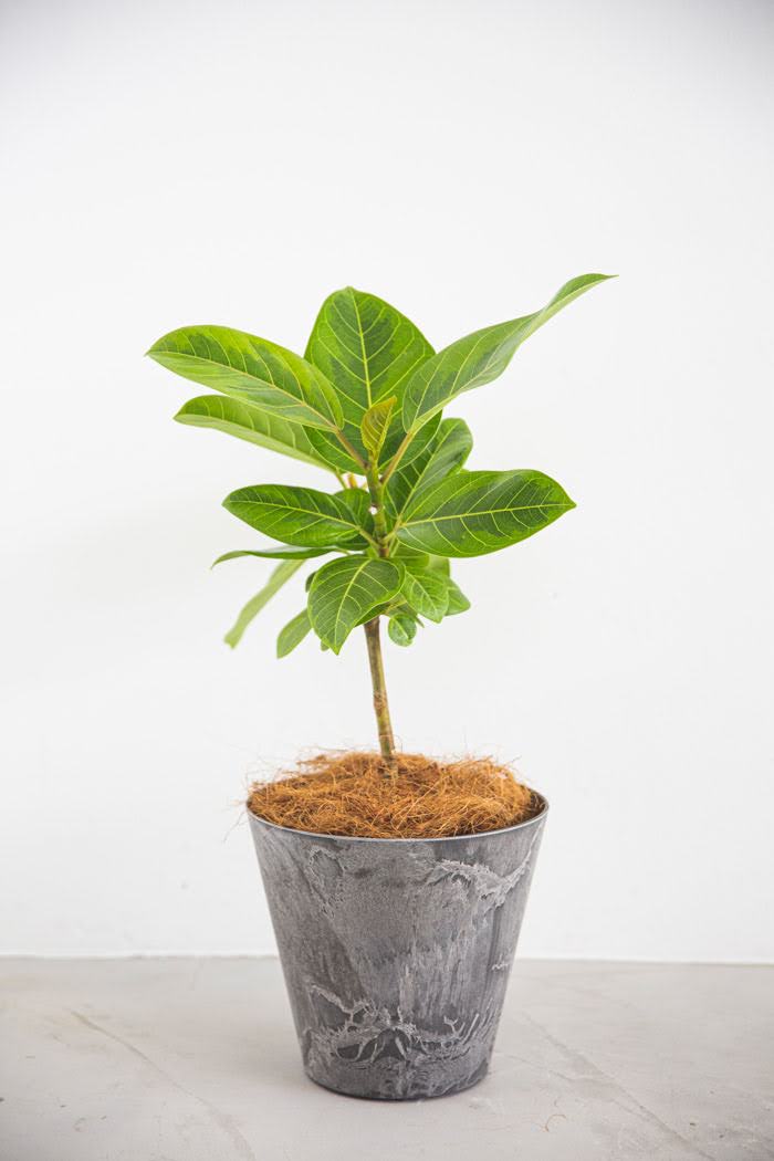 観葉植物 フィカス アルテシマ（6号鉢）｜HanaPrime（ハナプライム）