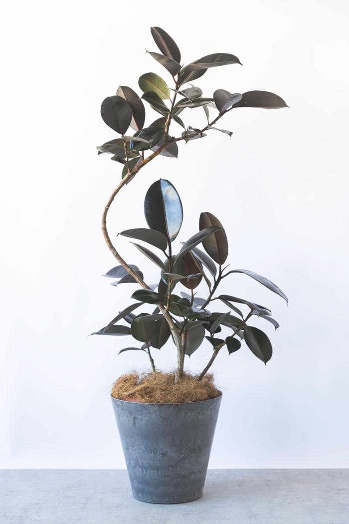 観葉植物 フィカス バーガンディ曲がり（8号鉢）｜HanaPrime（ハナ