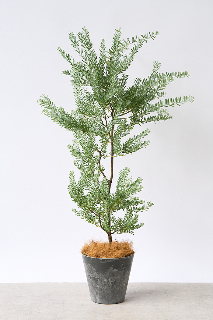 観葉植物 アカシア ブルーブッシュ（8号鉢）｜HanaPrime（ハナプライム）