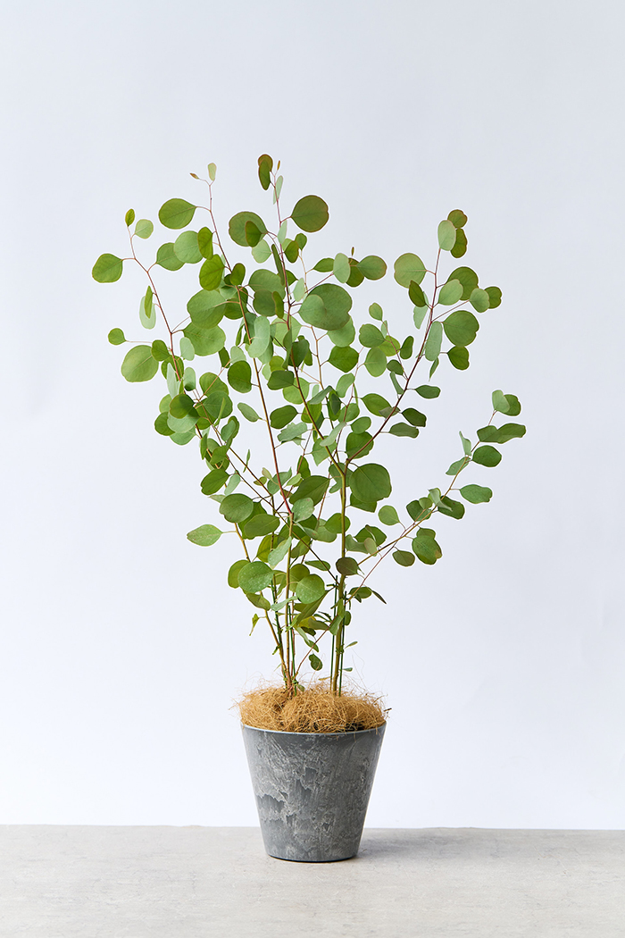 観葉植物 ユーカリ ポポラス（6号鉢）｜HanaPrime（ハナプライム）