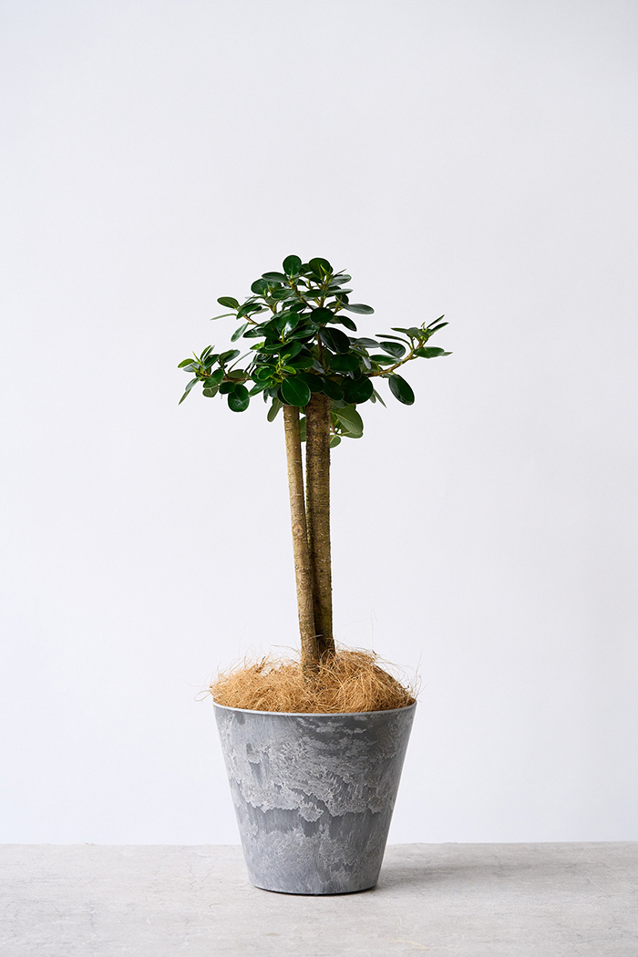 観葉植物 パンダガジュマル（6号鉢）｜HanaPrime（ハナプライム）