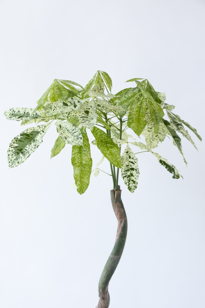 観葉植物 パキラ ミルキーウェイ（8号鉢）｜HanaPrime（ハナプライム）