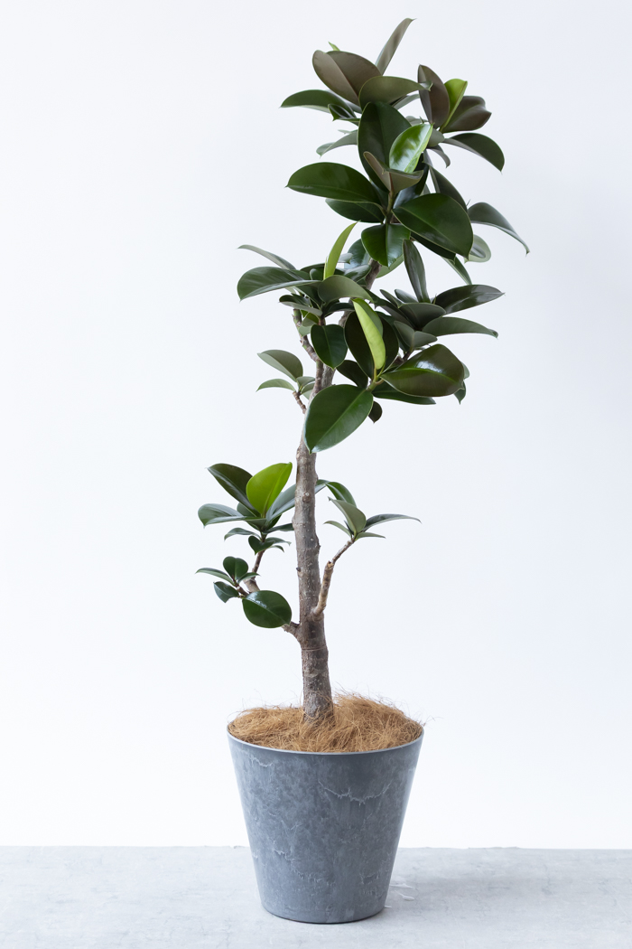観葉植物 フィカス ソフィア曲がり（8号鉢）｜HanaPrime（ハナプライム）