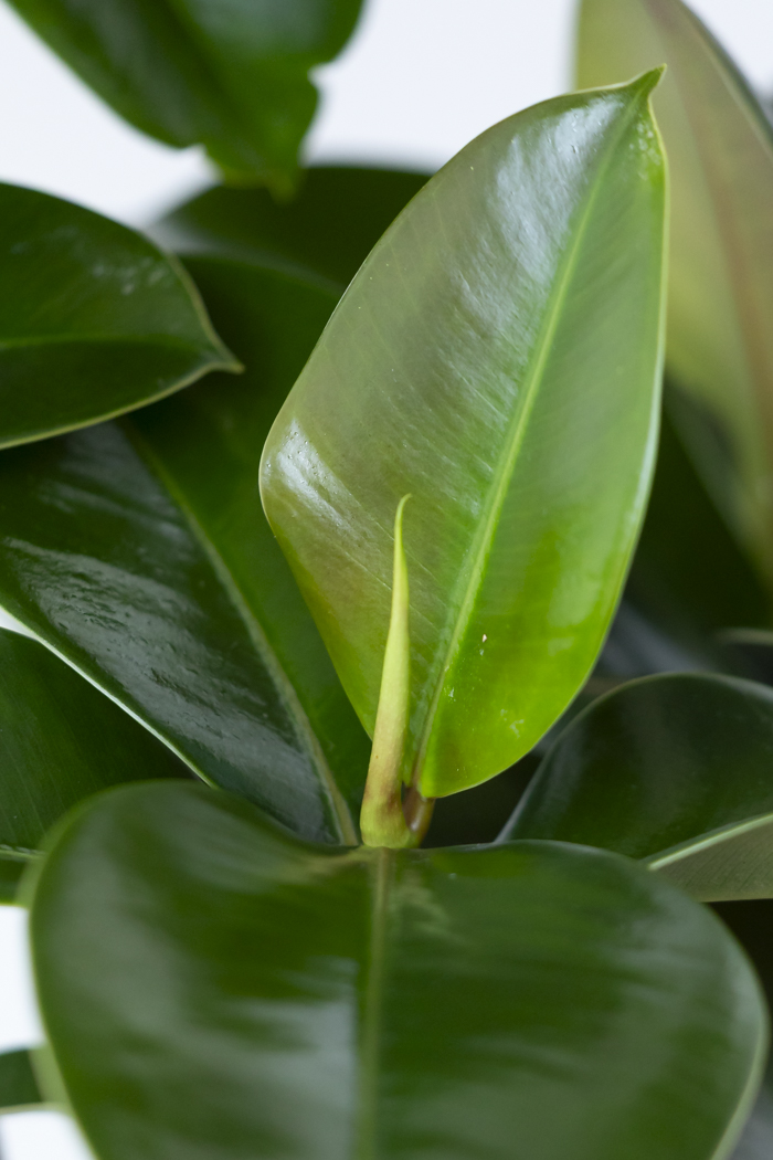 観葉植物 フィカス ソフィア曲がり（8号鉢）｜HanaPrime（ハナプライム）