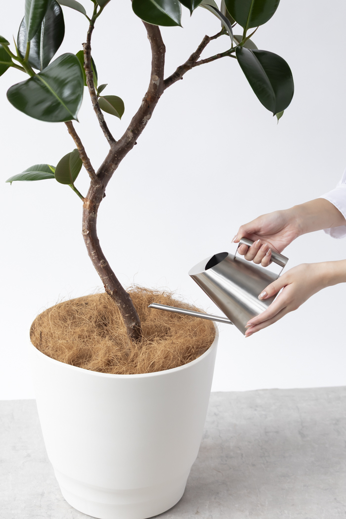 観葉植物 フィカス ソフィア曲がり（10号鉢）｜HanaPrime（ハナプライム）