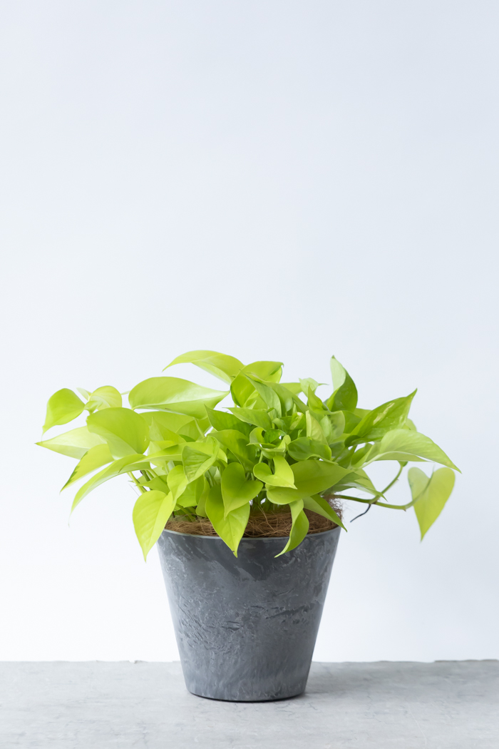 観葉植物 ポトス ライム（6号鉢）｜HanaPrime（ハナプライム）