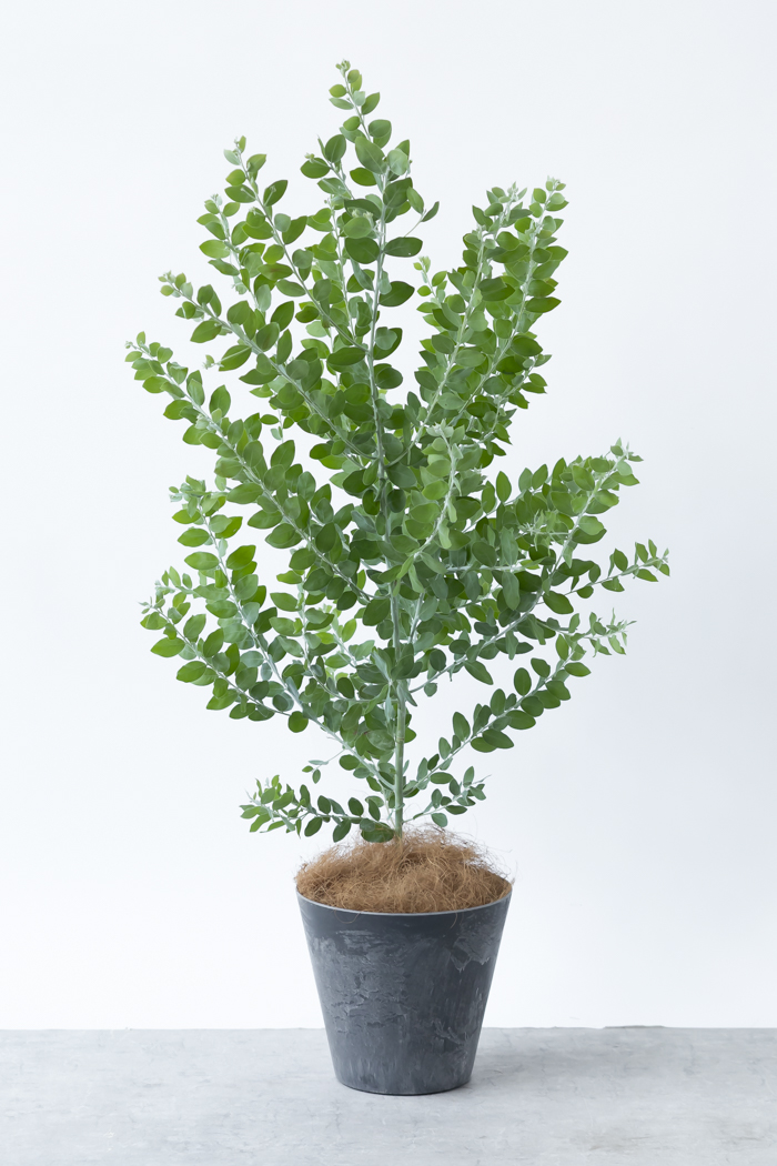 観葉植物 パールアカシア（8号鉢）｜HanaPrime（ハナプライム）