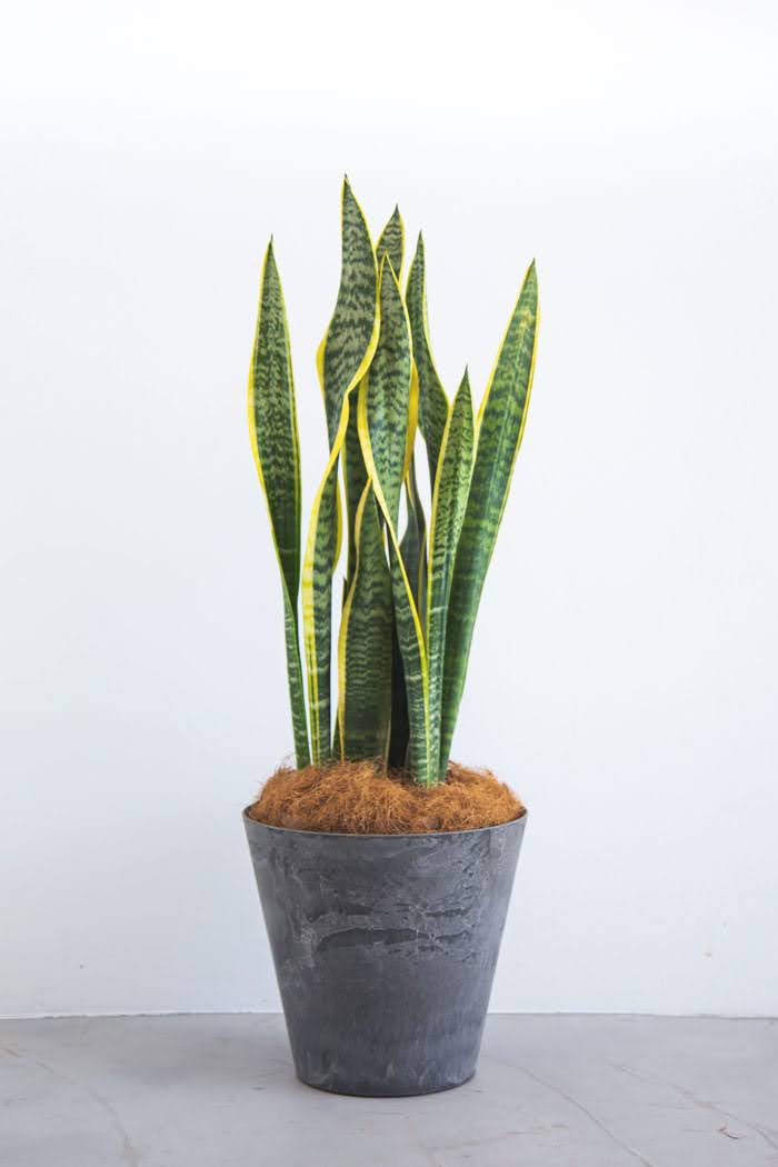 観葉植物 サンスベリア ローレンチ（8号鉢）｜HanaPrime（ハナプライム）