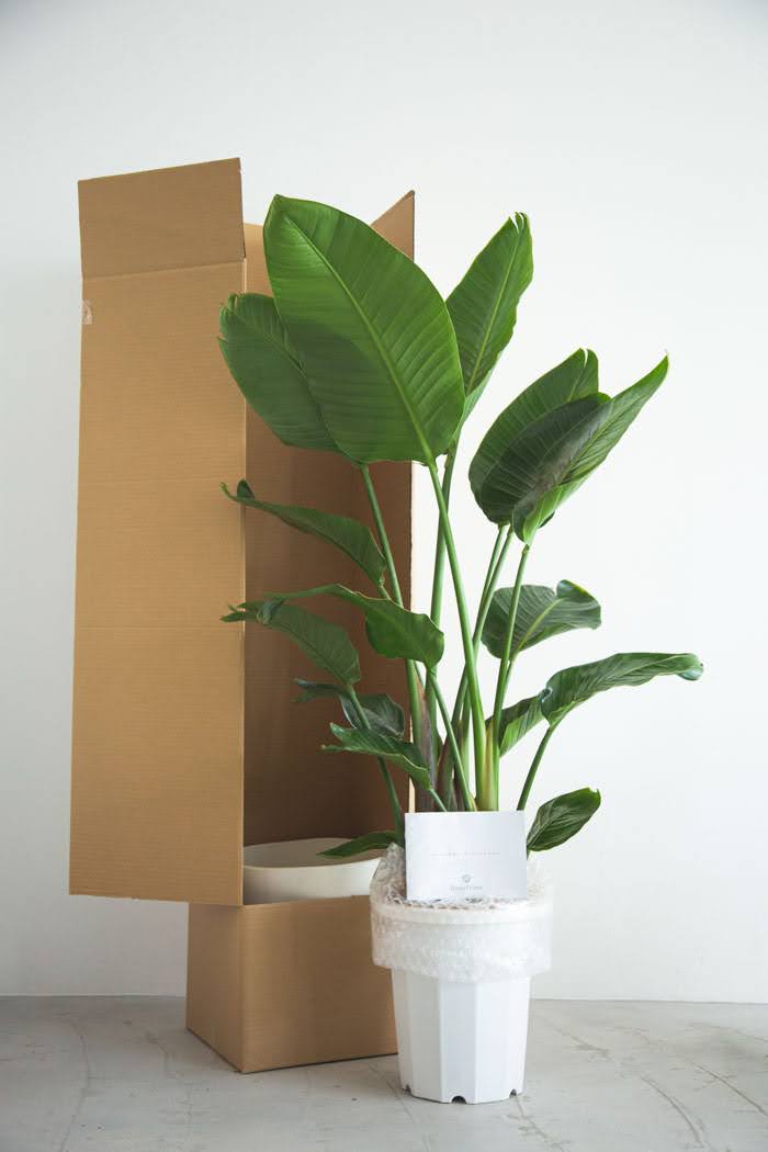 観葉植物 オーガスタ（10号鉢）｜HanaPrime（ハナプライム）