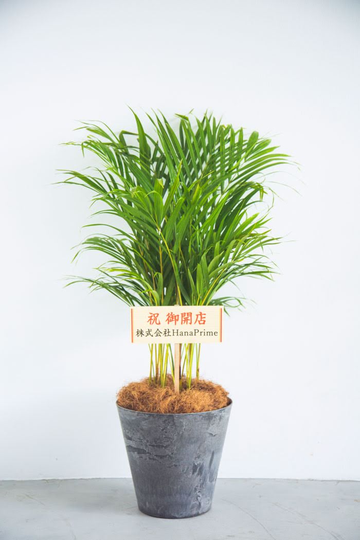 観葉植物 アレカヤシ（8号鉢）｜HanaPrime（ハナプライム）