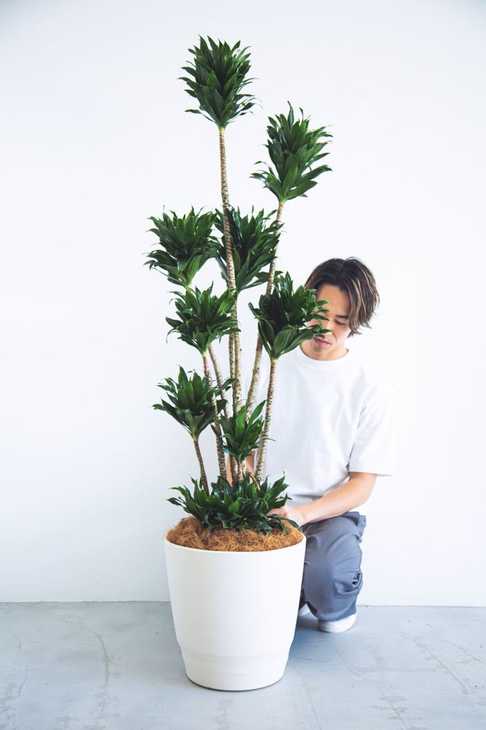 観葉植物 ドラセナ コンパクター（10号鉢）｜HanaPrime（ハナプライム）