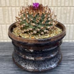 小疣美形株】アロンソイ /サボテン 塊根植物 - メルカリ