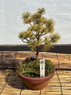 ☆盆栽☆ 赤石五葉松【Z-4】9年物 ☆愛媛県より発送☆ - メルカリ
