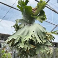 P.Silver Velvet シルバーベルベット ビカクシダ - メルカリ