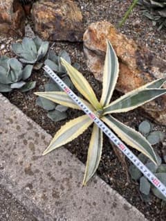 突然変異 超激レア 初出品 アガベ アメリカーナ・バリエガータ