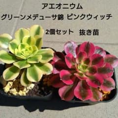 m15185031250_1.jpg?1711614796