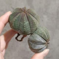 B17845☆オークション☆ユーフォルビア オベサ ダブルヘッド 美株