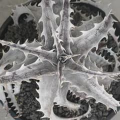 Dyckia jonesiana lemei #1998 | Shop at Mercari from Japan! | Buyee