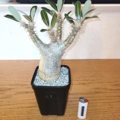 NEIGHBORHOOD SRL パキポディウム カクチペス - メルカリ