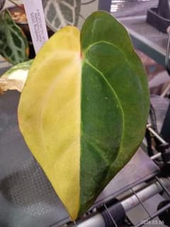 アンスリウム red chocolate × yellow bell - メルカリ