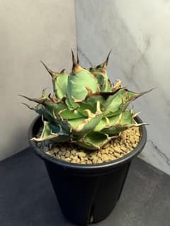 アガベ［チタノタ ハデス 黒帝斯］｜匿名配送・鉢ごと発送