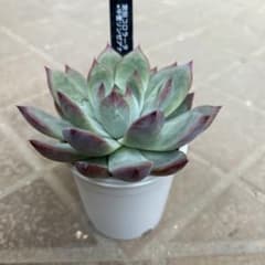 多肉植物⭐︎SSS⭐︎宮田コロラータX中里リンゼアナ⭐︎名札付き