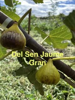 イチジク穂木 DSJG - メルカリ