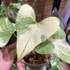 e*m様 超特価スタート アンスリウム プテロダクティル斑入り レア株