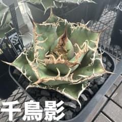 有名趣味家血統】アガベ☆チタノタ☆千鳥影☆子株☆台湾lize⭐︎タグ
