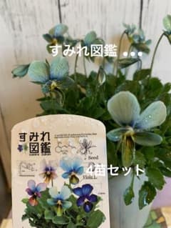 y*k様 すみれ図鑑 1苗 Nouvelle Vague 2苗 