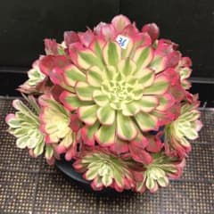 m11146670405_1.jpg?1708562866