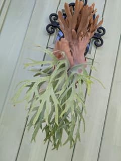 ビカクシダ☆Polaris☆ポラリス☆vp☆子株 - メルカリ