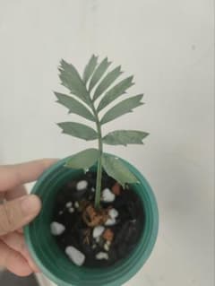 D75新鮮な種 エンセファラルトス・ホリダス 種子1粒 - メルカリ