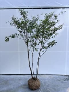 美しい樹形が魅力的 山採り ハイノキ 株立 735 樹高2.1m位 高級樹