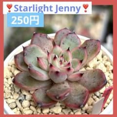 m12203348544_1.jpg?1765628694