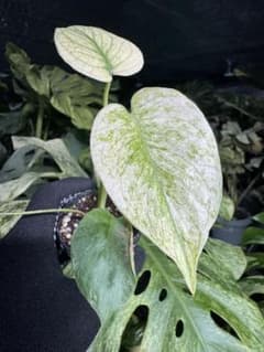 MH1アロカシア マハラニ ゴールド 黄斑入り | Compre na Mercari do