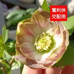 クリスマスローズ dd 鶯利休 花粉 10本 宿根草 苗 鉢 バラ - メルカリ