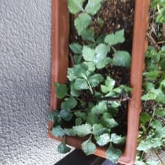 おかわかめ オカワカメ 3苗 抜き苗 無農薬 | Shop at Mercari from