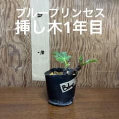 いちじく多品種穂木詰め合わせ〜La・figue farm | Shop at Mercari
