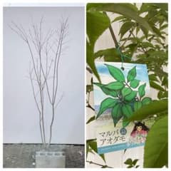 アオダモ 着払い品/ 32 - メルカリ