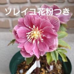 広瀬園芸✨ピンクオーレア✨ダブル✨クリスマスローズ✨ソレイユの花粉