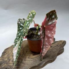 Q66 ベゴニア マクラータ ピンク斑入り - メルカリ