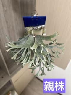 ビカクシダ P.Triceratops 三角龍（pup） - メルカリ