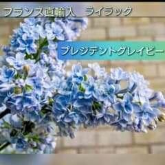 m24601406468_1.jpg?1763692026