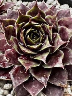 センペルビウム 輸入 レア‼️ 2025年新品種 Luck At Me - メルカリ