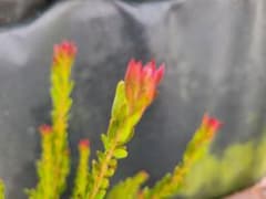 m25168687451_1.jpg?1764828186