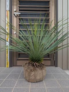 ロストラータ リギダ ホワイトブルー 一点物 | Shop at Mercari from