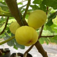 Azerbaijan Yellow 穂木 イチジク - メルカリ